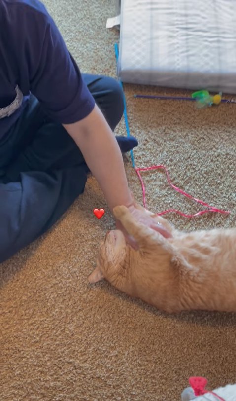 紐がついたおもちゃの近くでパパに撫でられている猫