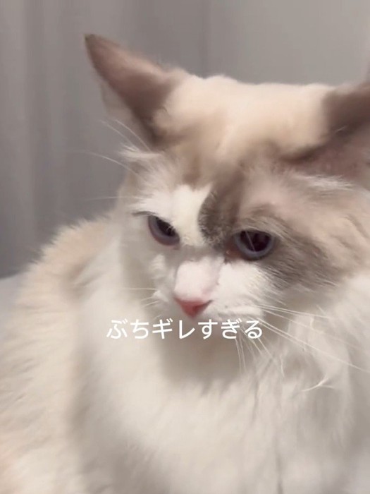 イカ耳の猫