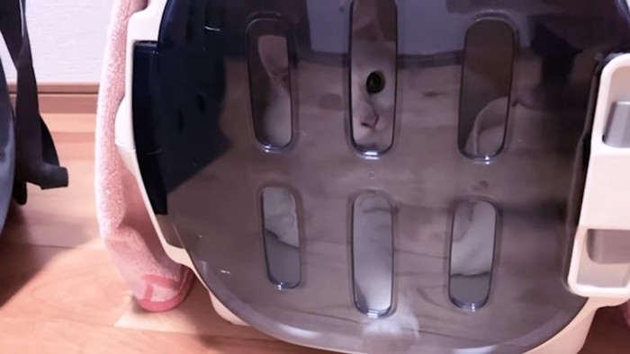 キャリーの中にいる猫