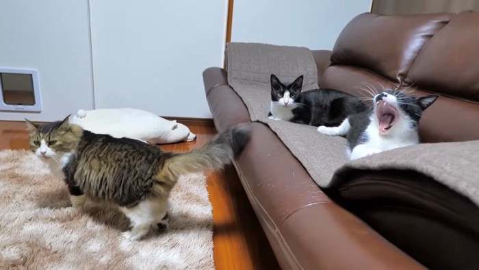 ソファに黒白猫2匹と床で尻尾を立てて立つ長毛猫