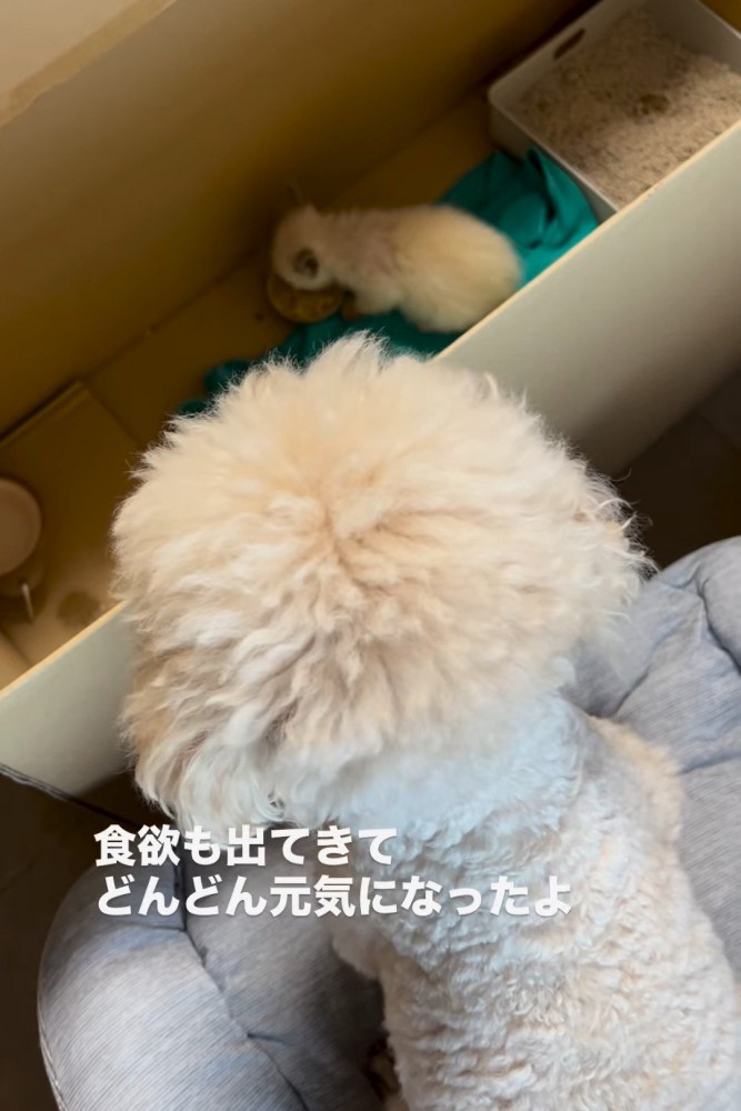 ごはんを食べる子猫を見る犬