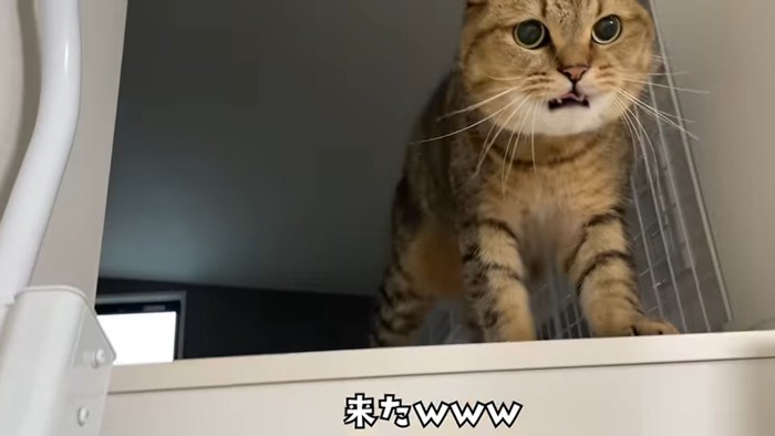 来た