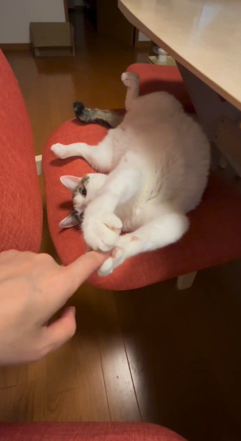 両前足で握手する猫