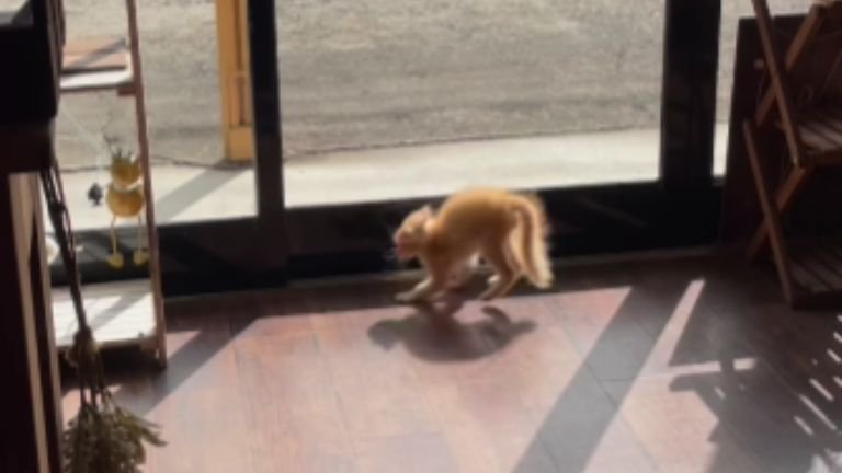 走っている子猫