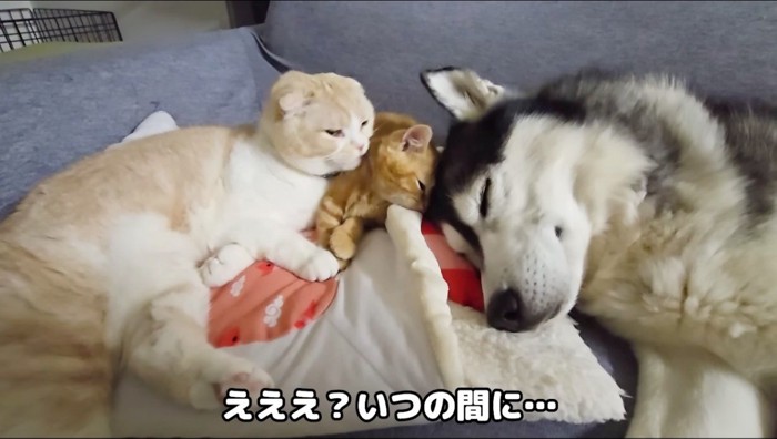 子猫に頭をくっつけて眠るハスキー犬