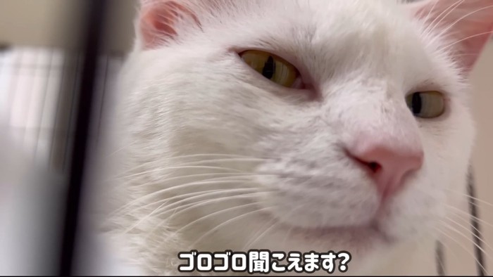 猫の顔