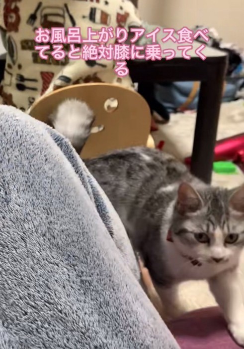 カメラを見つめる猫