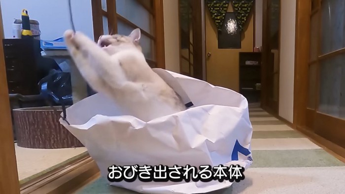 小枝をつかもうとする猫