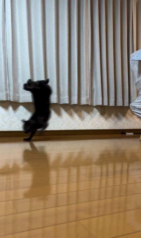 前足だけで走る猫2