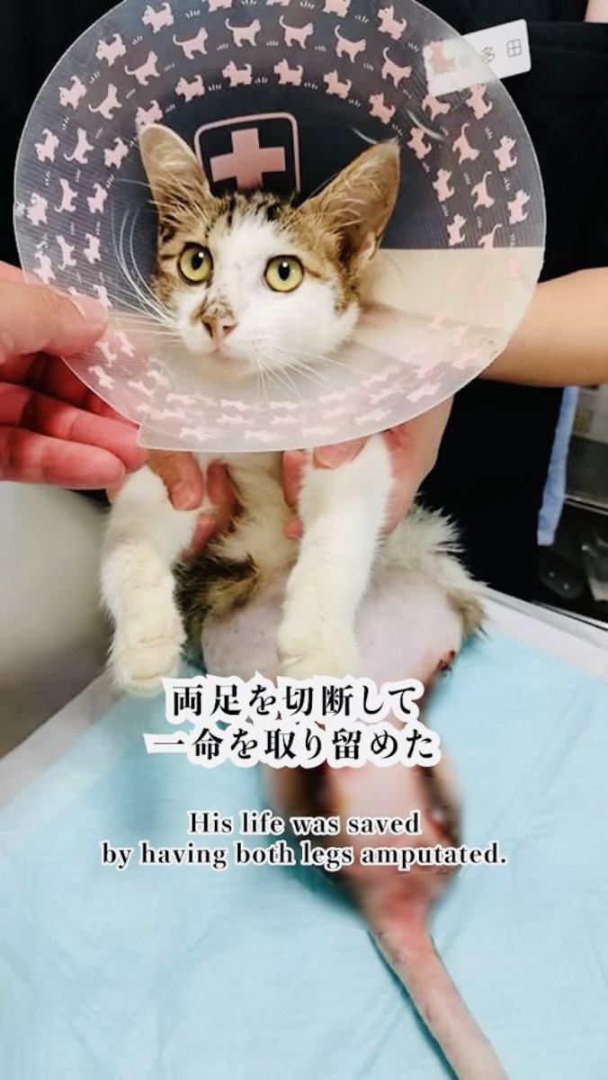 病院の診察台でスタッフさんに支えられるキジ白猫