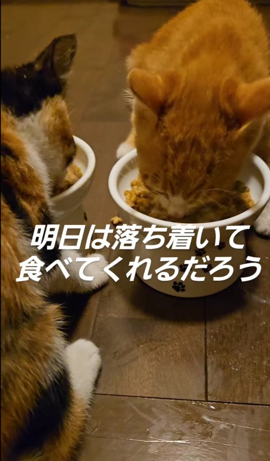 無心でご飯を食べる子猫