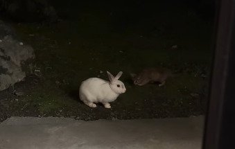 うさぎの隣にいる子猫
