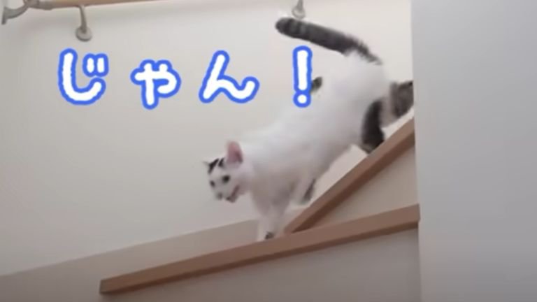 階段を駆け下りる猫