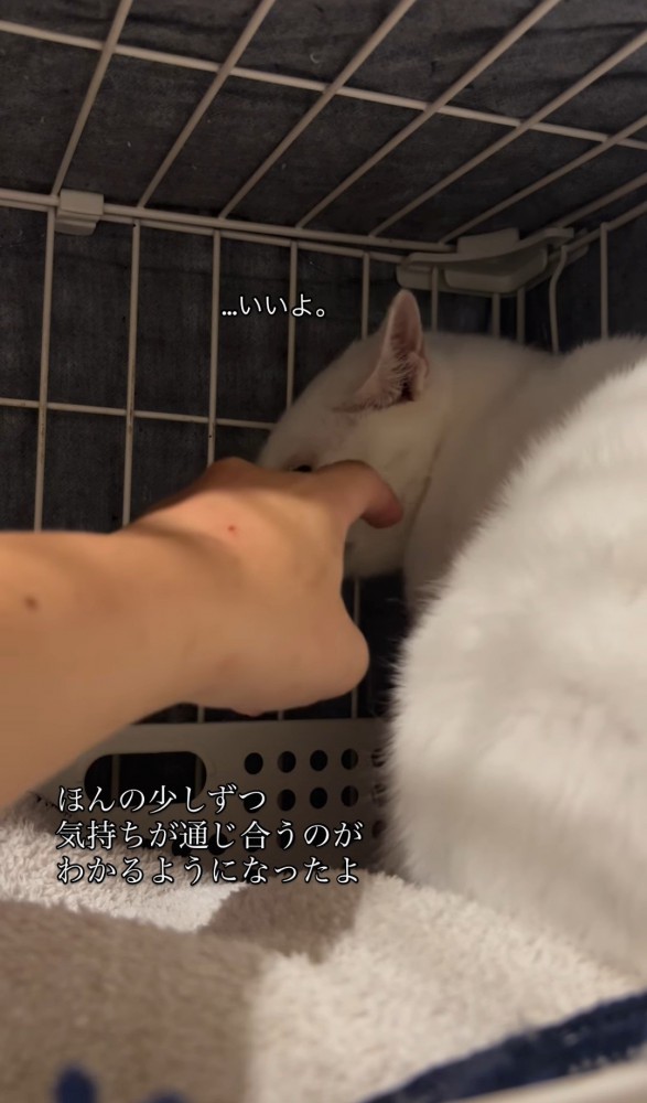 猫に手を近づける人