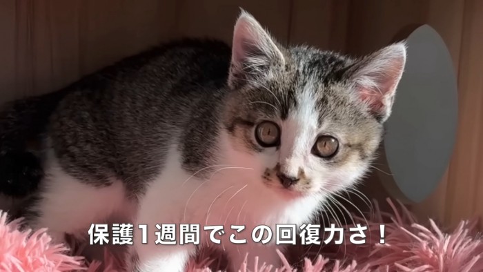 立っている子猫