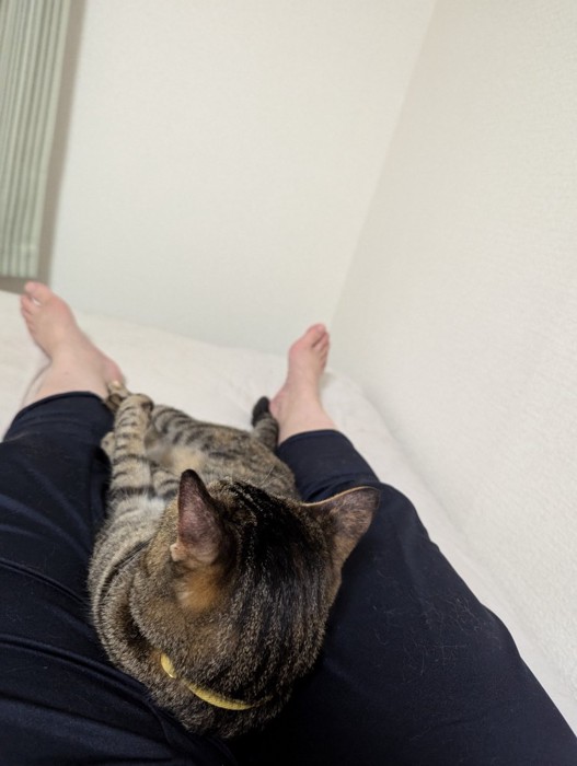 足元でくつろぐたまちゃん