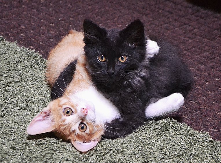 チャボちゃんとスミちゃん