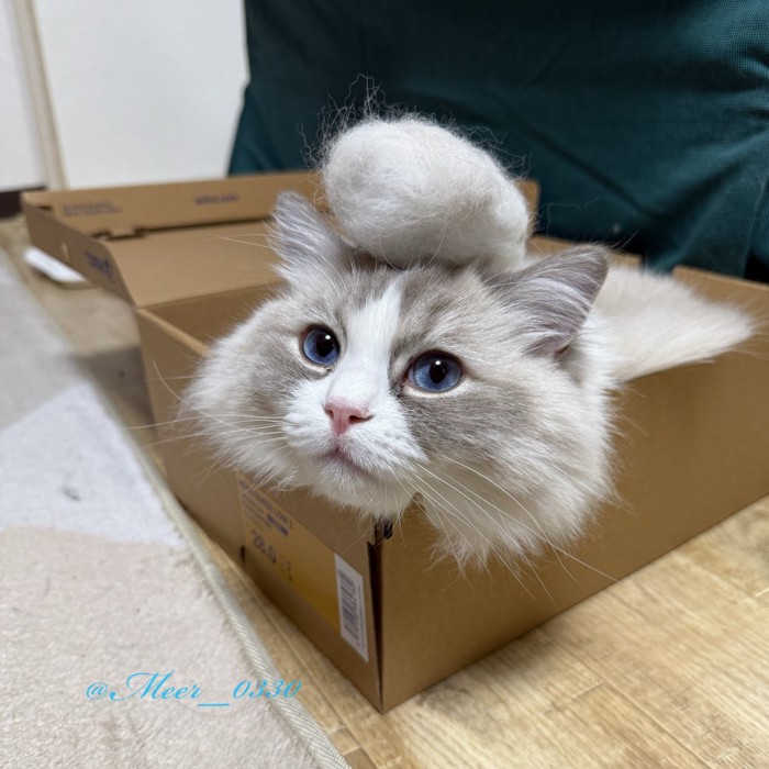 箱に入って頭に毛玉を乗せる猫