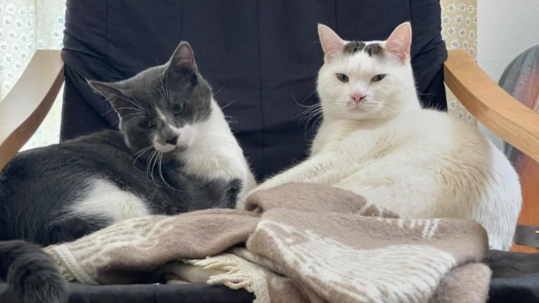 室内にいる猫たち