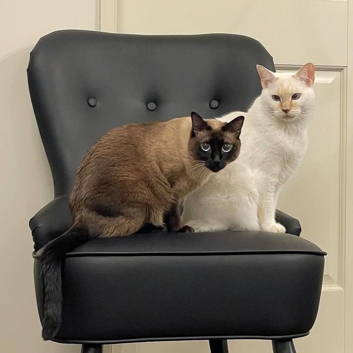 椅子に乗る2匹の猫