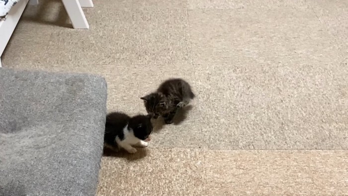 後ろ足をあげる子猫