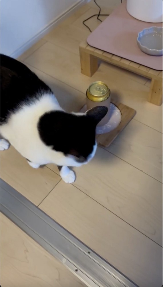 ビールの横を歩く猫