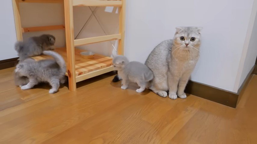 猫と3匹の子猫