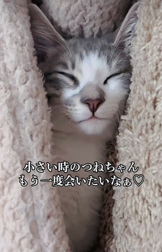 毛布に包まれて眠る子猫