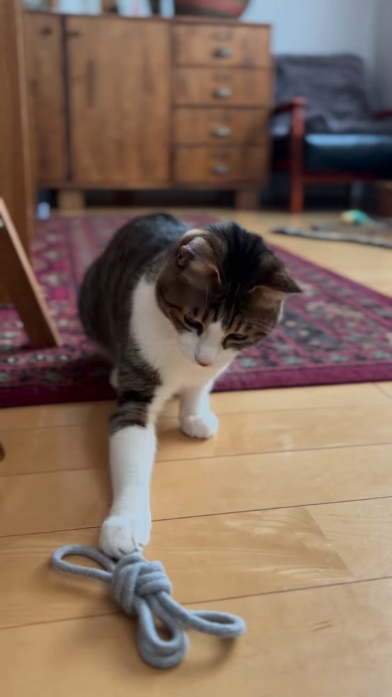 紐をタッチする猫