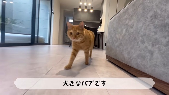 歩いてくる猫