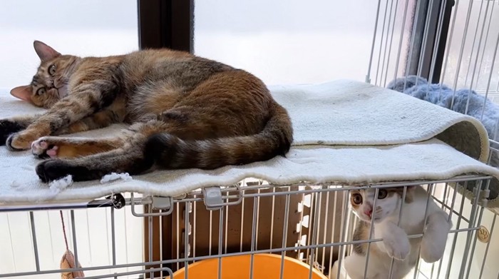 ケージの中の子猫とケージの上に乗っている猫