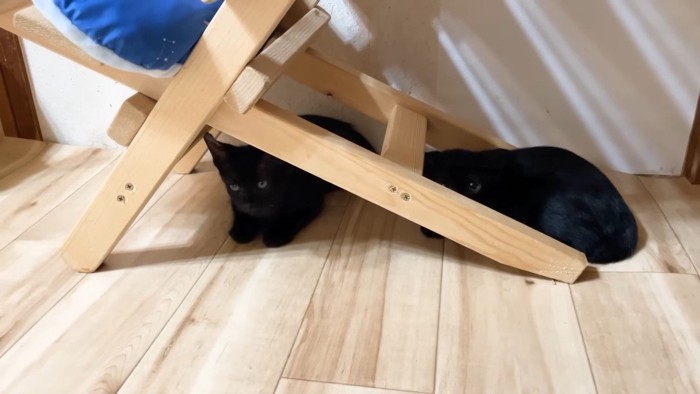 隠れる子猫姉弟