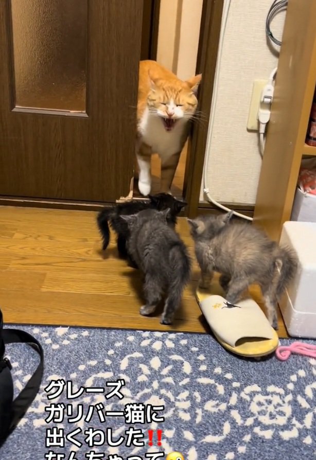 シャーをするきなこくん