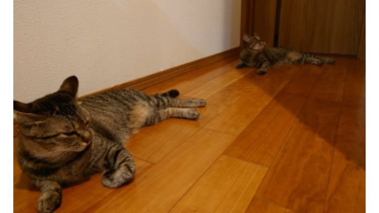 室内にいる猫たち