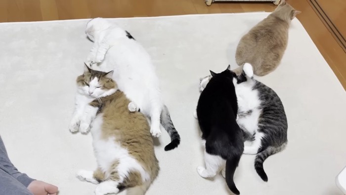 5匹の猫さん(上から)