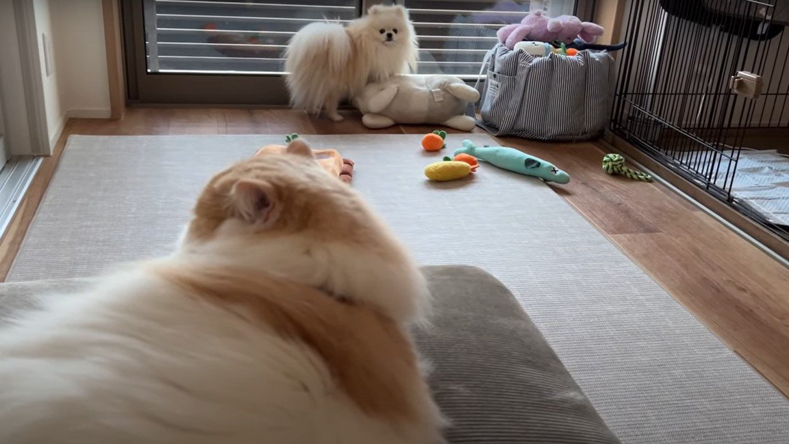 遠くから見つめる犬とソファでくつろぐ猫