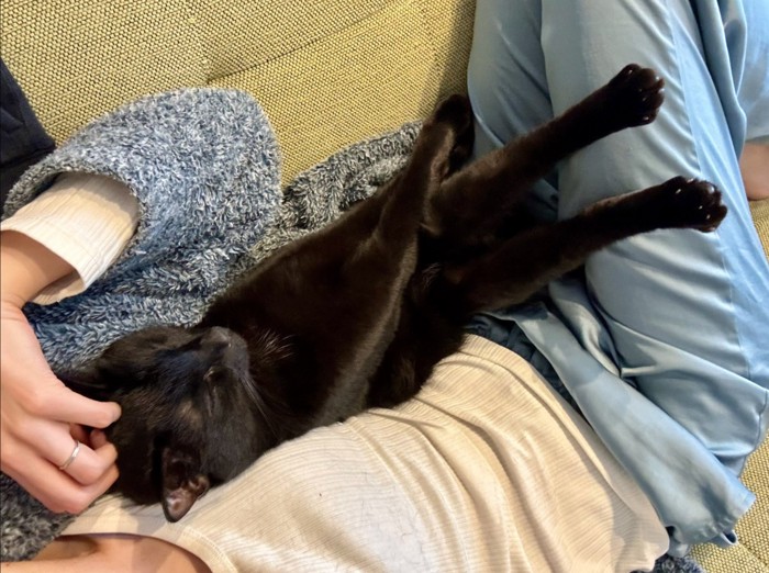 人間のお腹の上で仰向けになっている猫