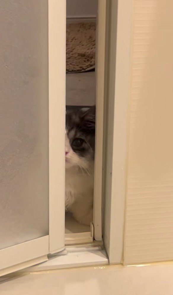 ドアの隙間から見える猫