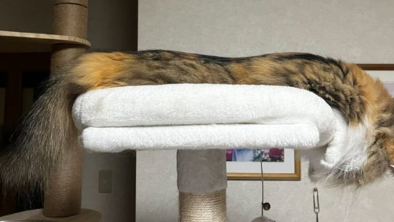 キャットタワーにいる猫