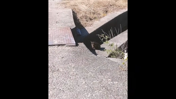 外にいる1匹の子猫