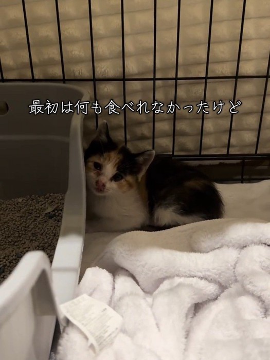隅にいる子猫
