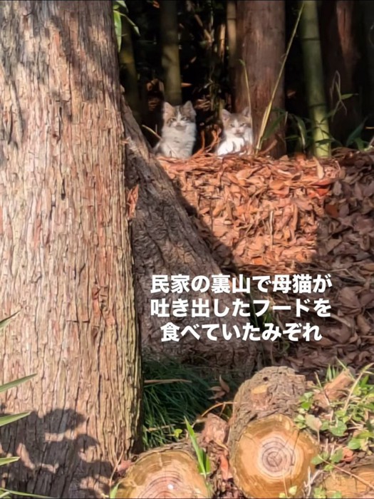 山にいる子猫たち