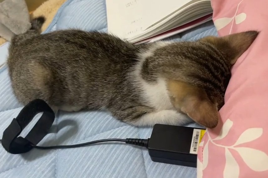 ごめん寝をしている猫