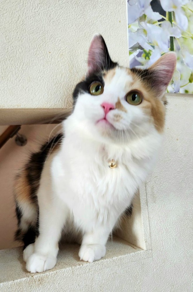 体を横へ傾けて見つめる三毛猫