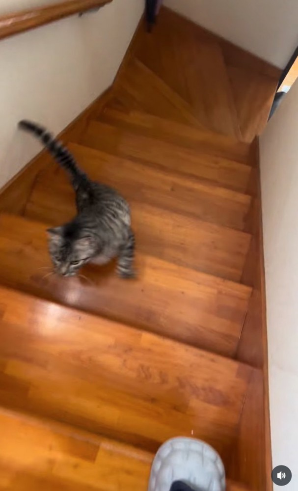慌てて戻る猫