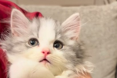 大きな瞳で見つめるてん君