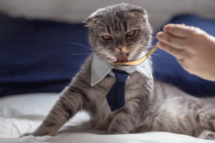 スプーンで食べさせてもらうネクタイ猫