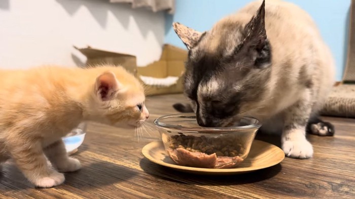 母猫がご飯を食べるのを横で観察する子猫