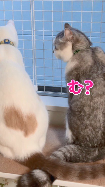 猫の名前を呼ぶ男性