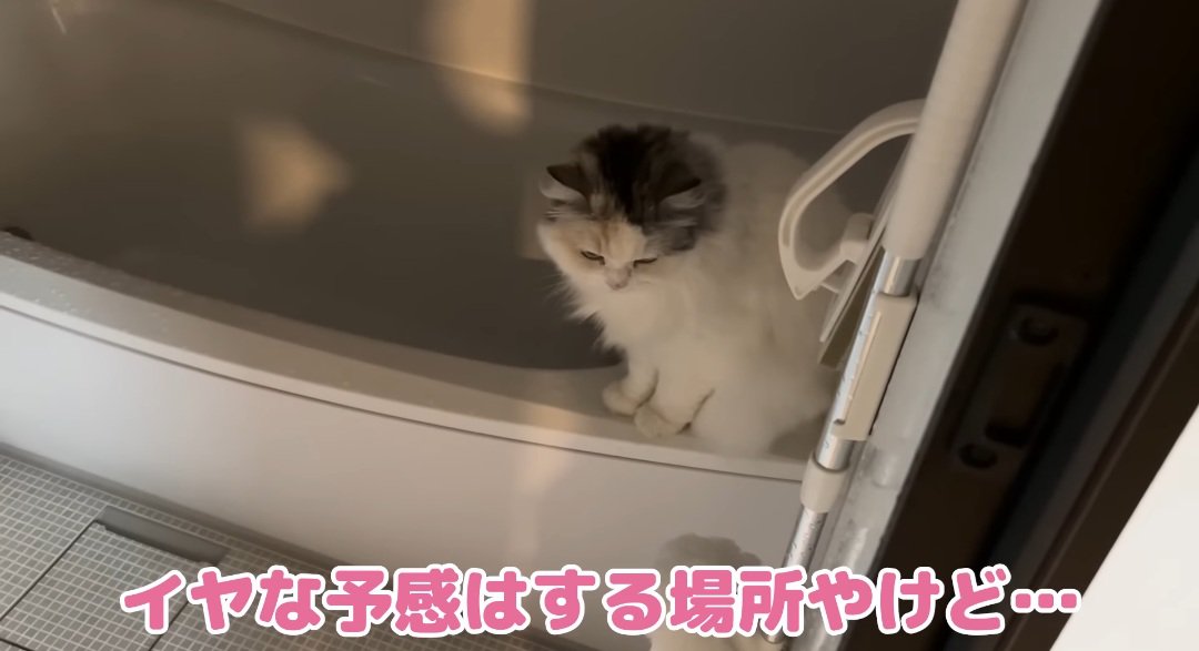 バスタブの上の猫